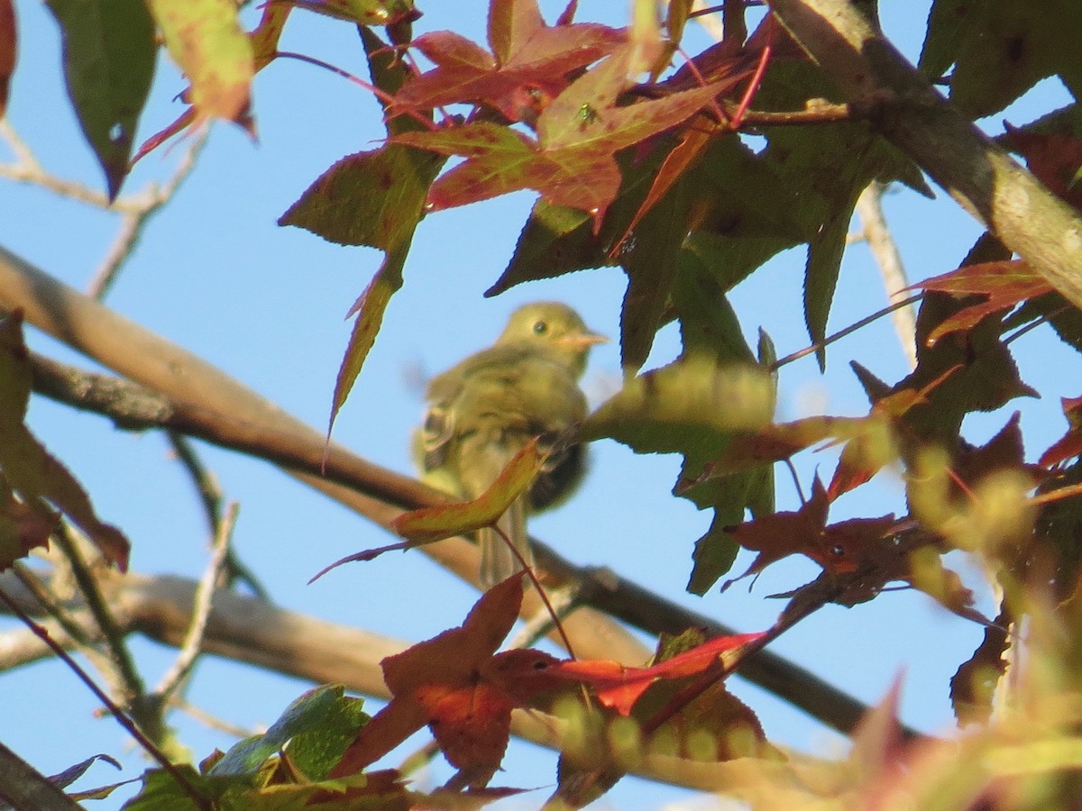 Moucherolle à ventre jaune - ML69926051