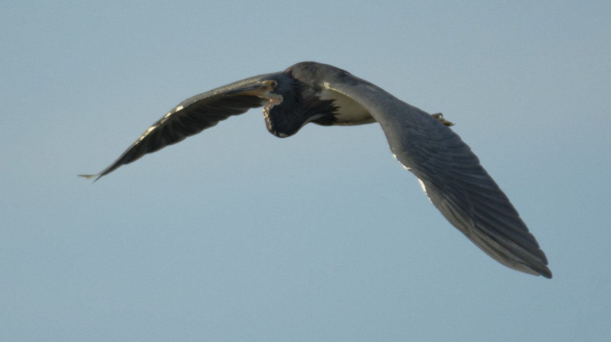 Tricolored Heron - ML69926271