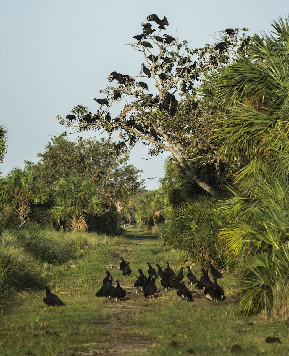 Black Vulture - joseph mileyka