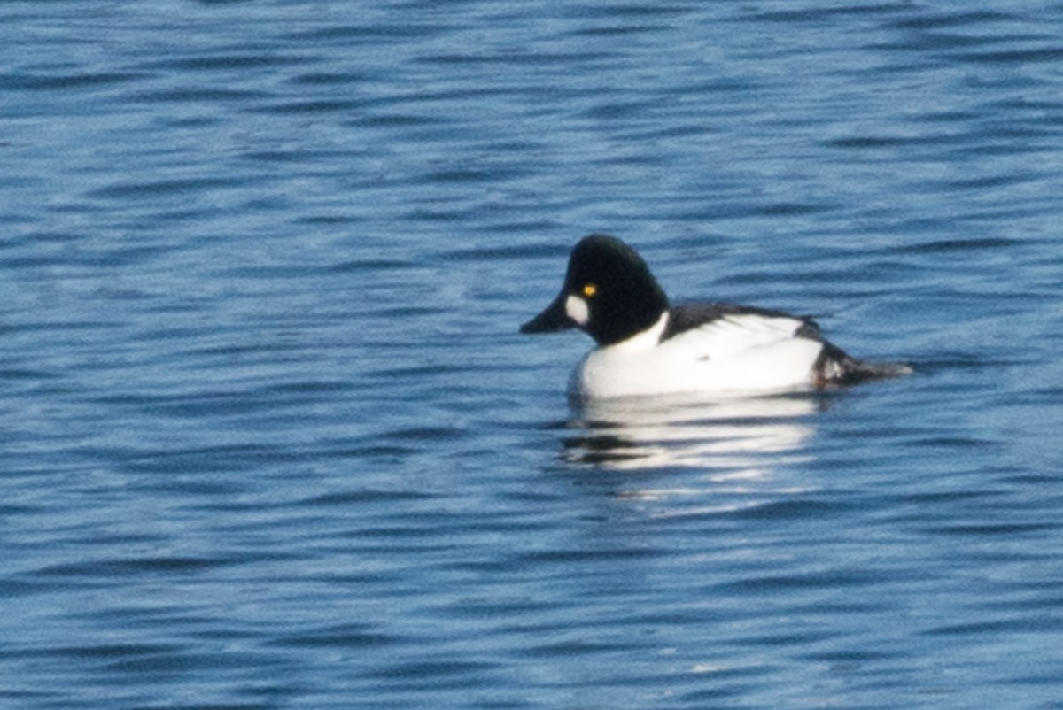 Common Goldeneye - ML69926671