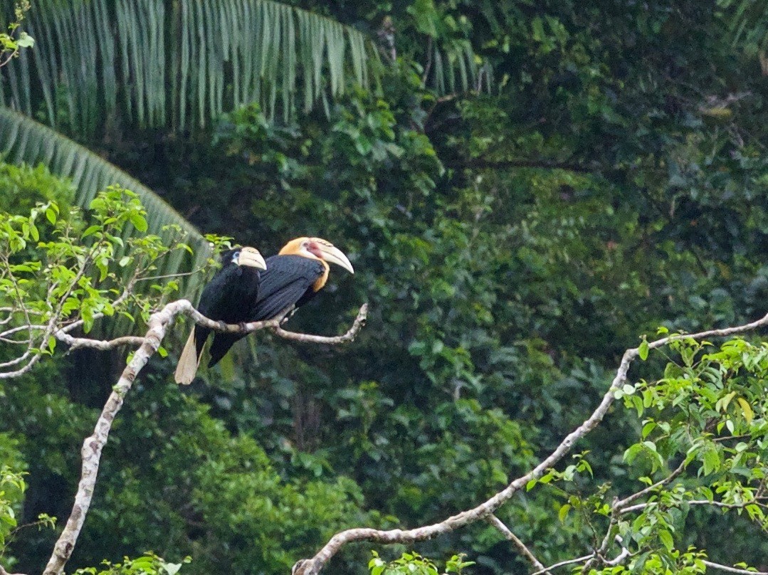 Blyth's Hornbill - ML69927681