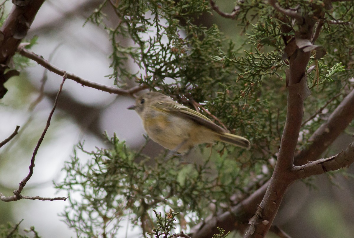 Hutton's Vireo - ML69928151