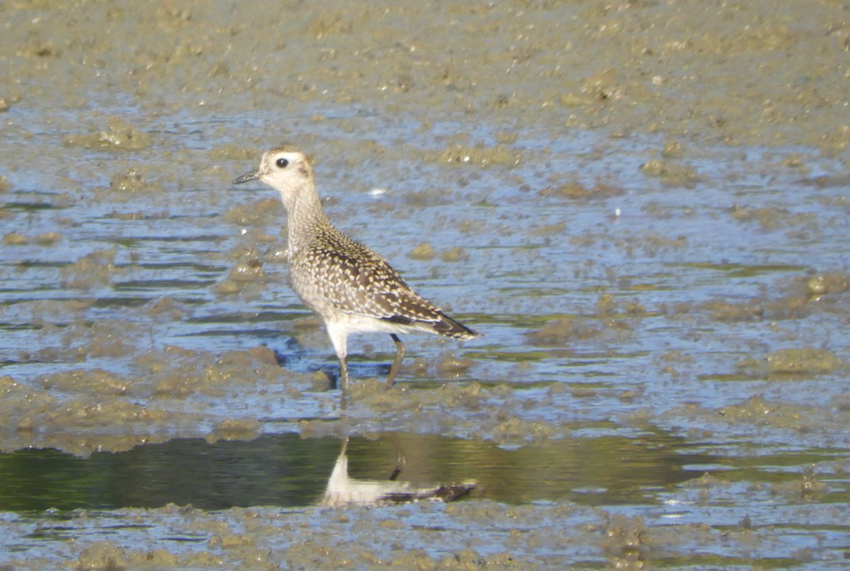 American Golden-Plover - ML69928181