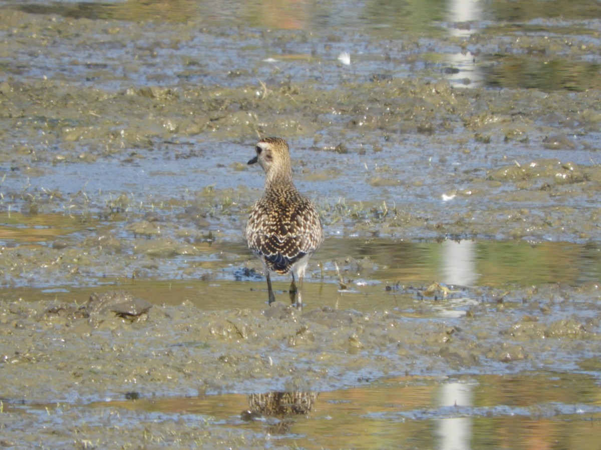 American Golden-Plover - ML69928211