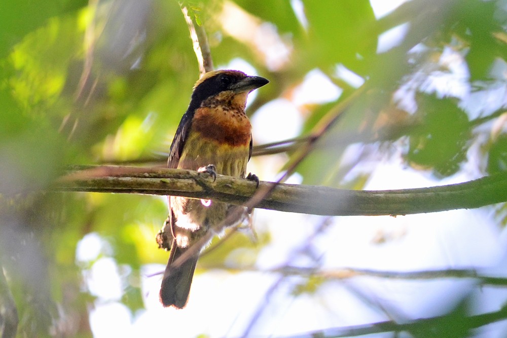 Brown-chested Barbet - Bruno Rennó