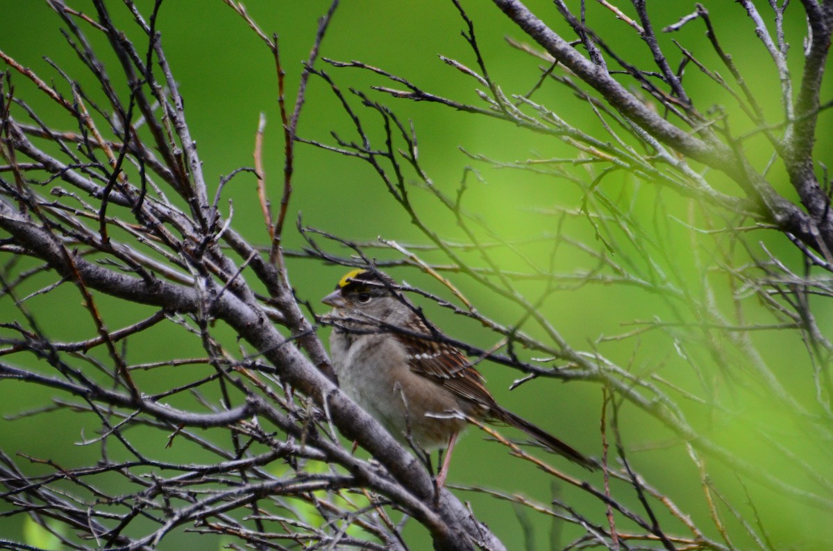 Golden-crowned Sparrow - ML69928381