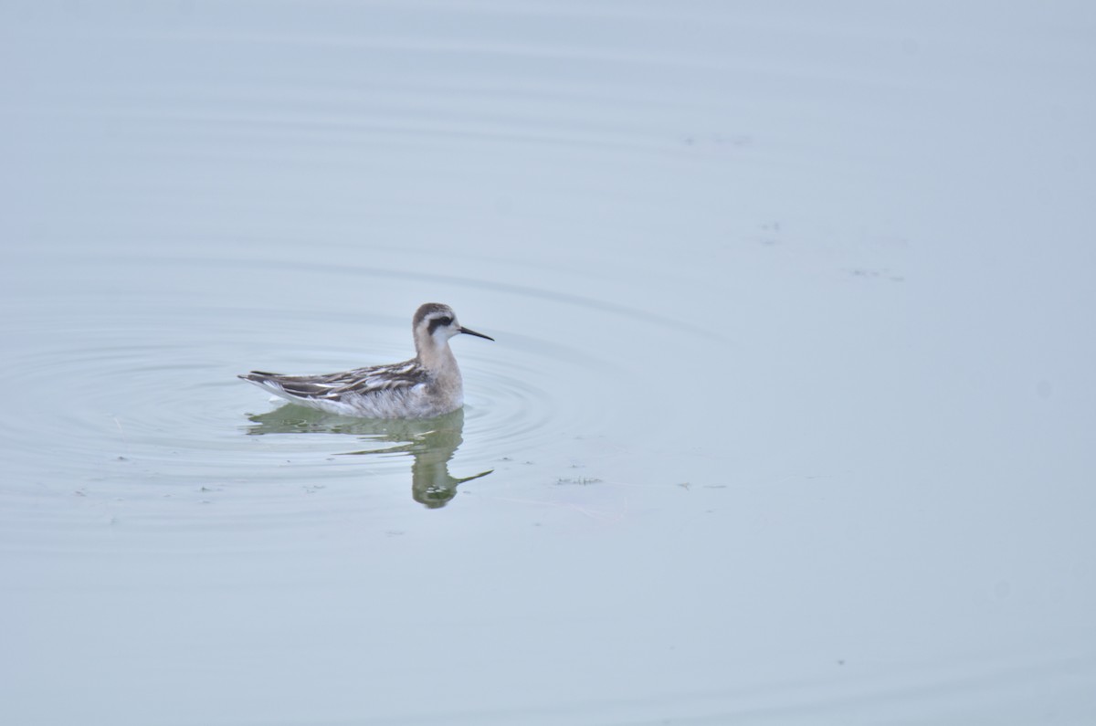 Red-necked Phalarope - ML69928391