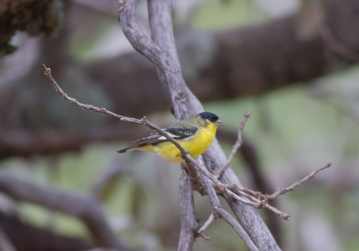 Lesser Goldfinch - ML69928481