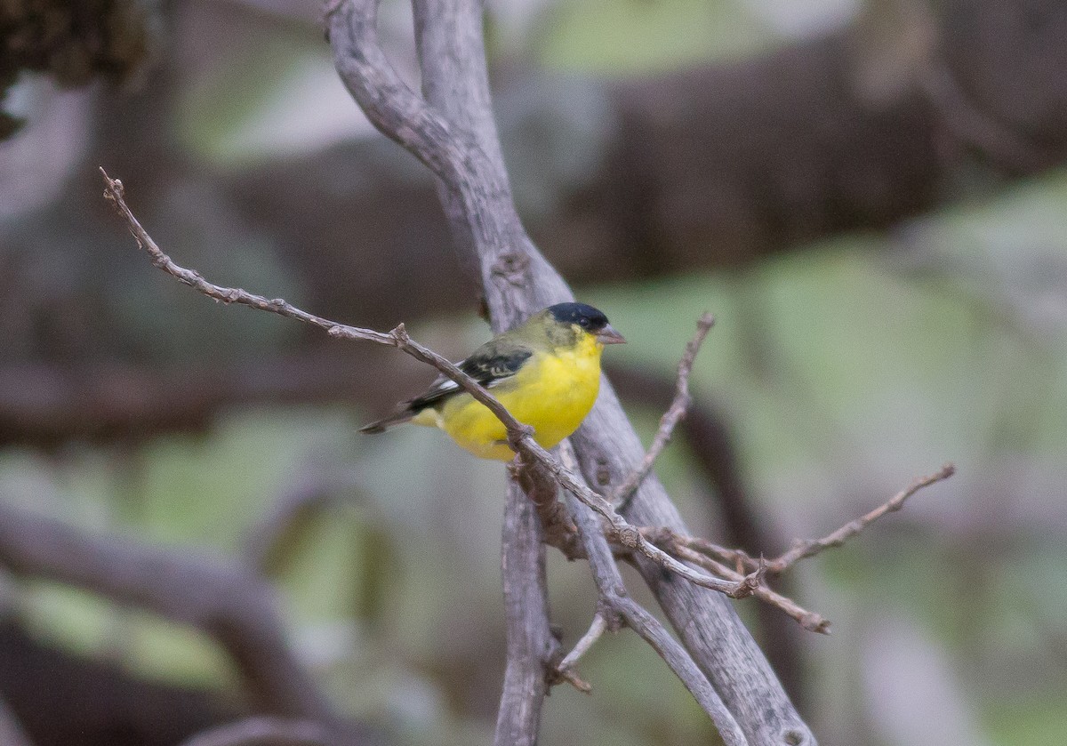 Lesser Goldfinch - ML69928491