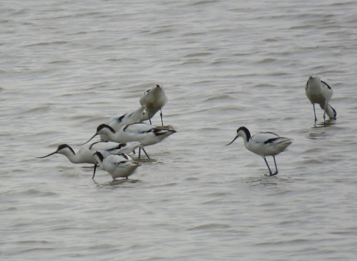 Pied Avocet - ML69930251