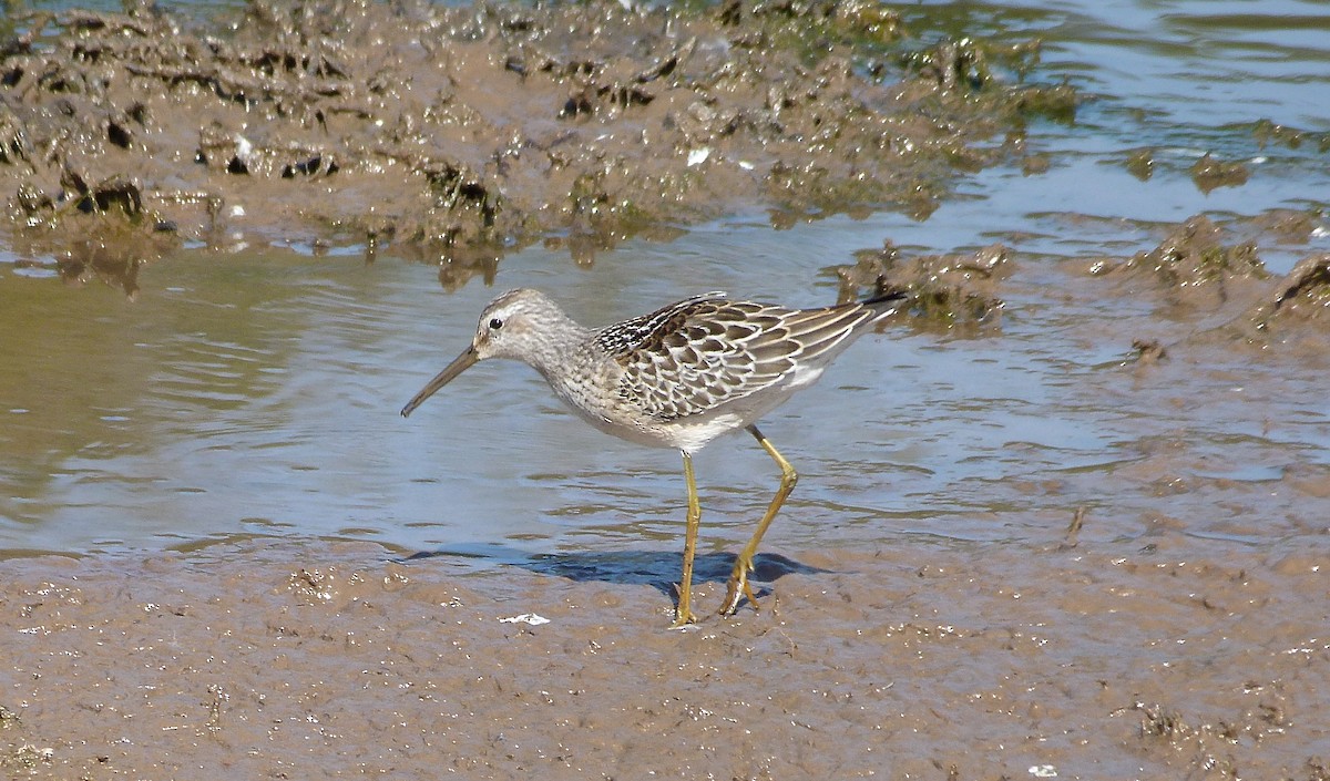 Stilt Sandpiper - Rick Whitman