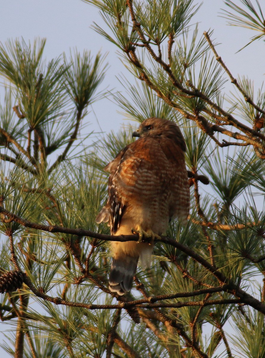 Red-shouldered Hawk - ML69931821
