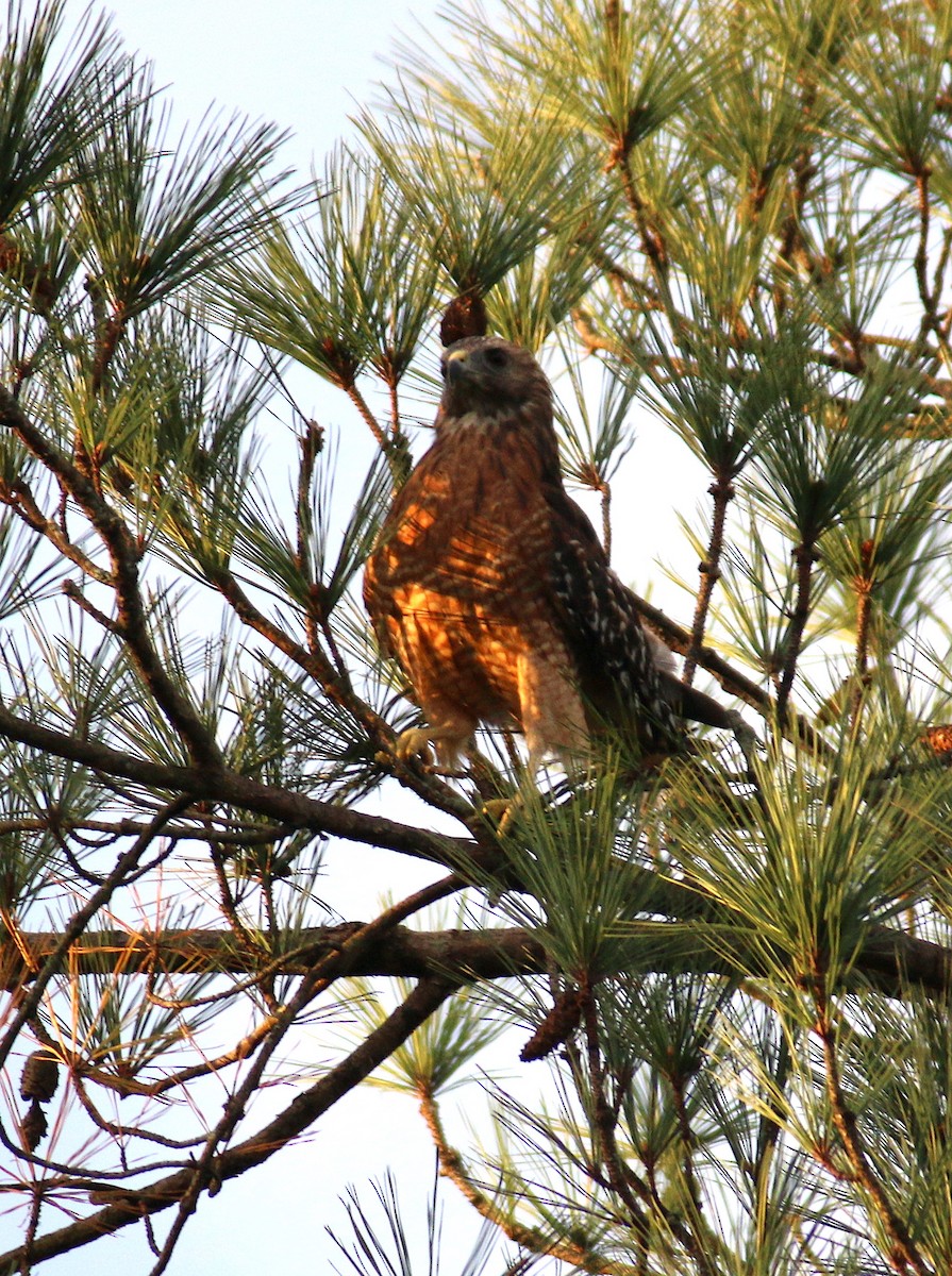 Red-shouldered Hawk - ML69931841