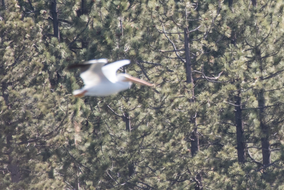 American White Pelican - ML69932041
