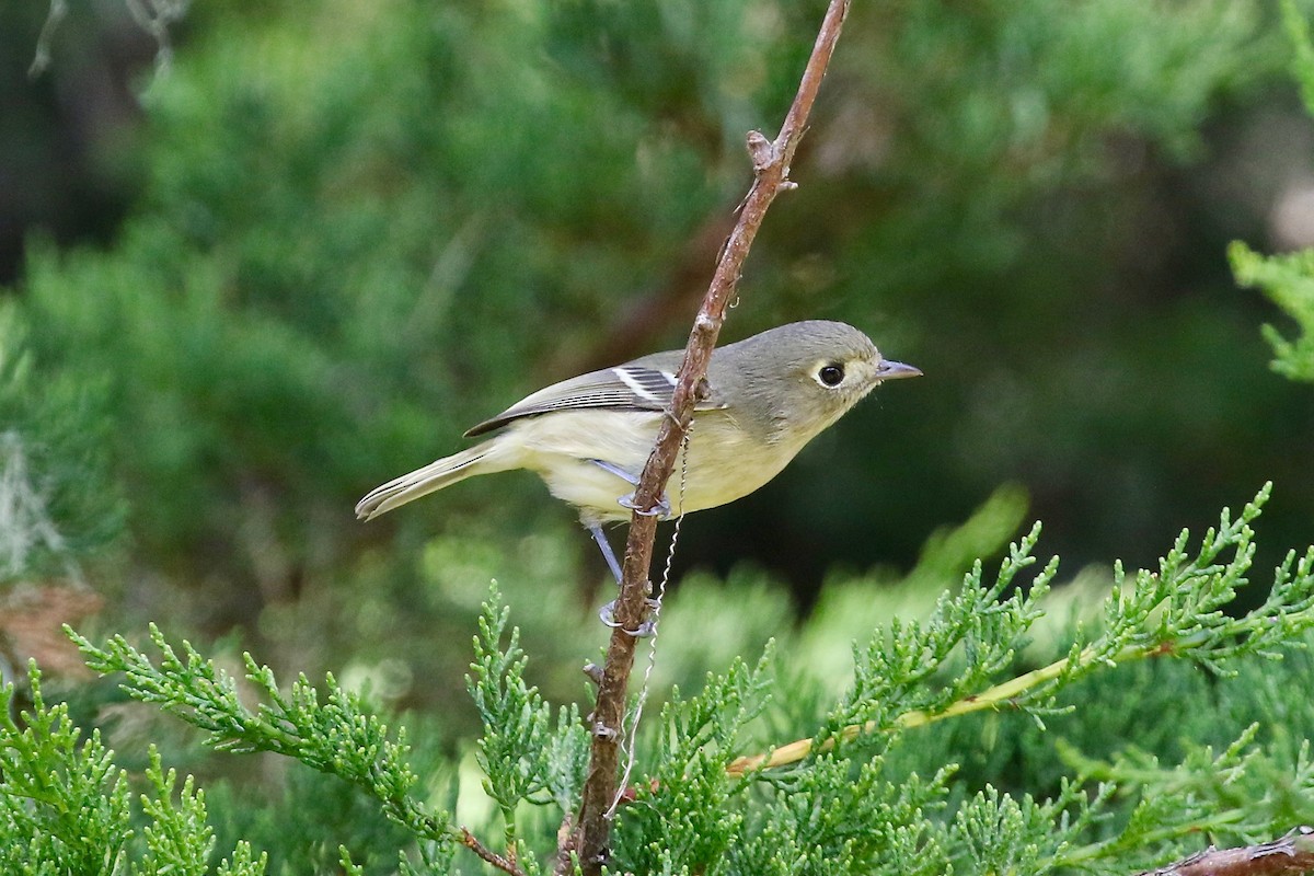 Hutton's Vireo - ML69932261