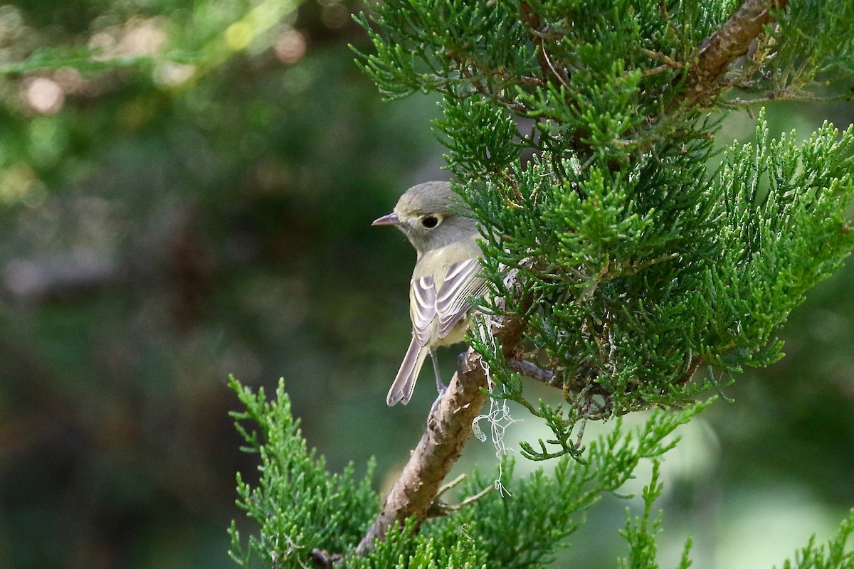 Hutton's Vireo - ML69932271