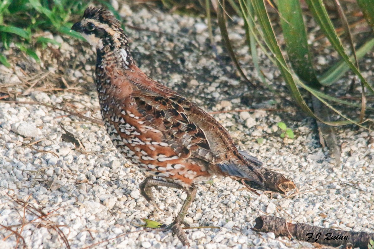 Northern Bobwhite - Frank Quinn