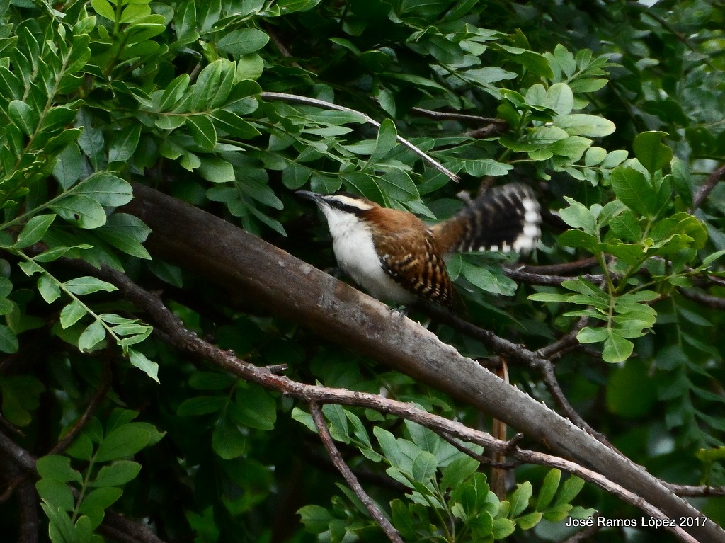 Rufous-naped Wren - ML69935801