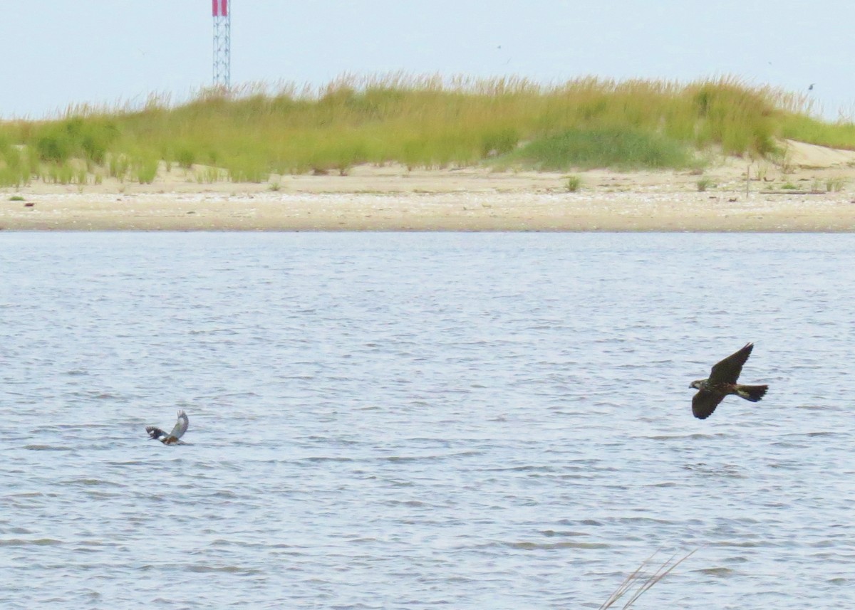 Belted Kingfisher - ML69936281