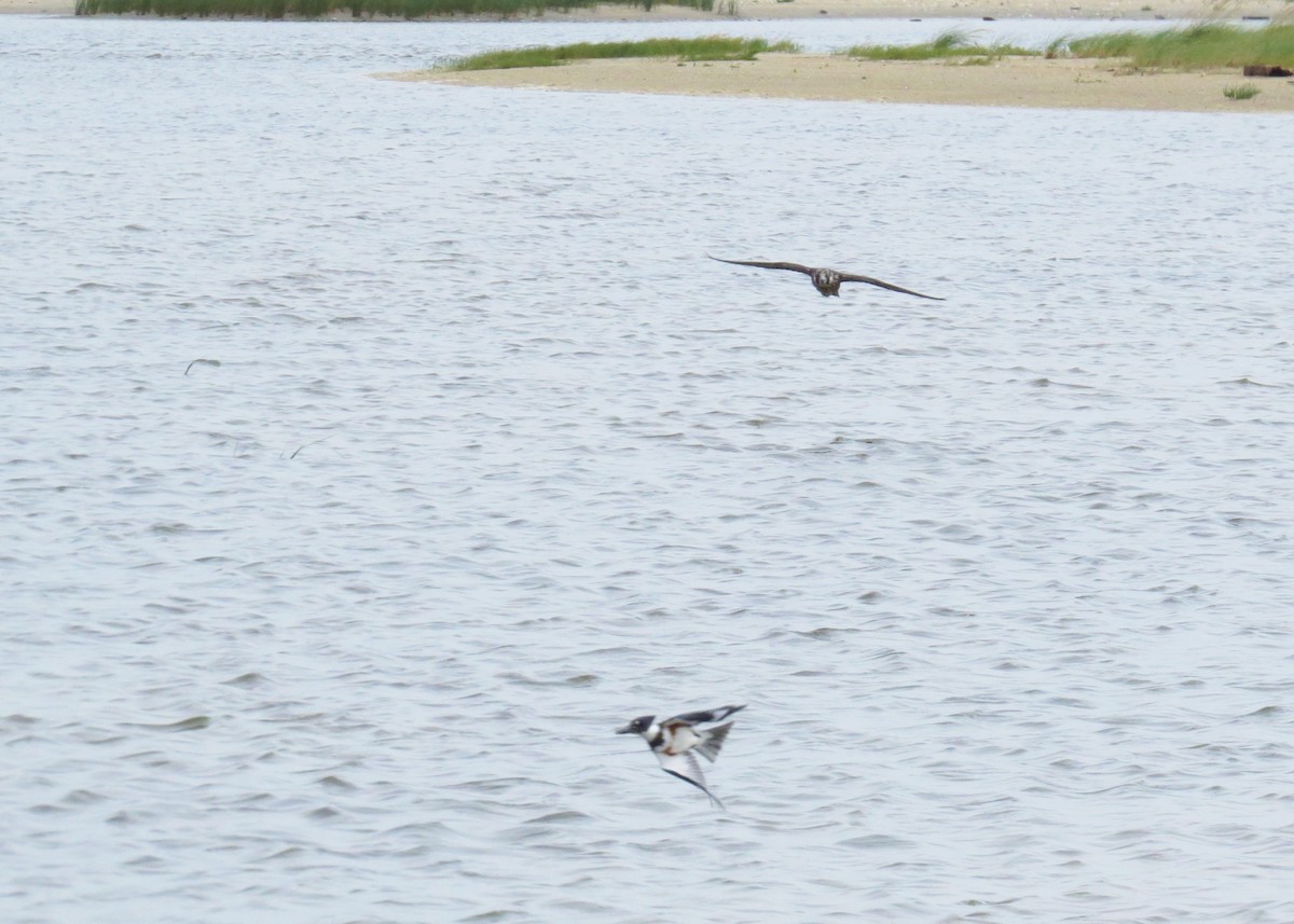 Belted Kingfisher - ML69936311