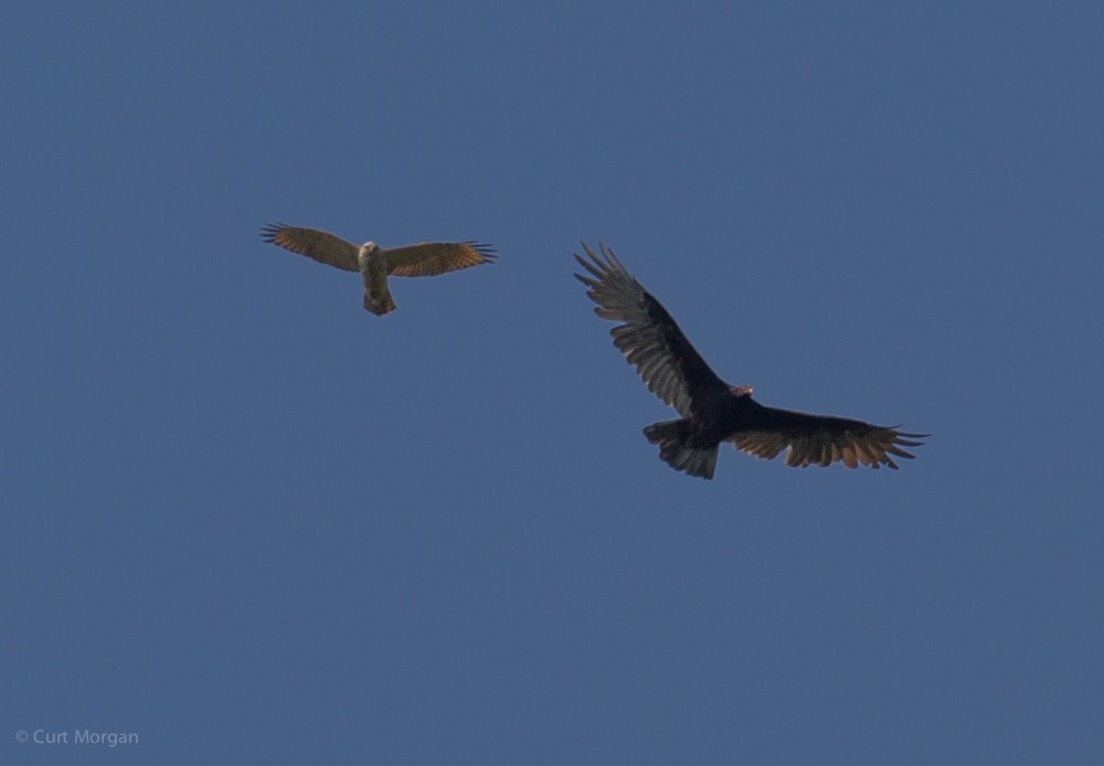 Red-shouldered Hawk - ML69937431