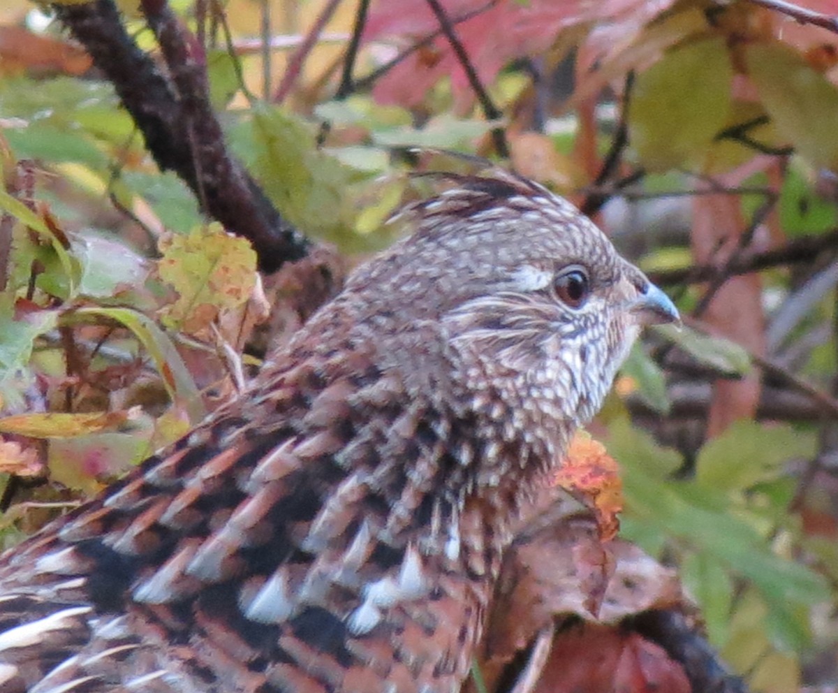 Ruffed Grouse - ML69937561