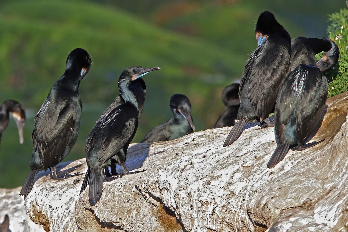 Brandt's Cormorant - ML69938221