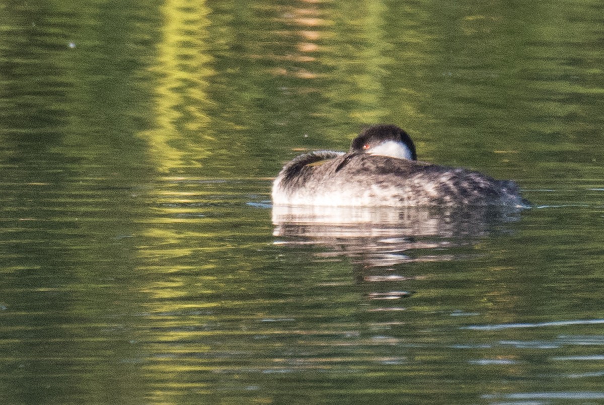 Western Grebe - ML69938231