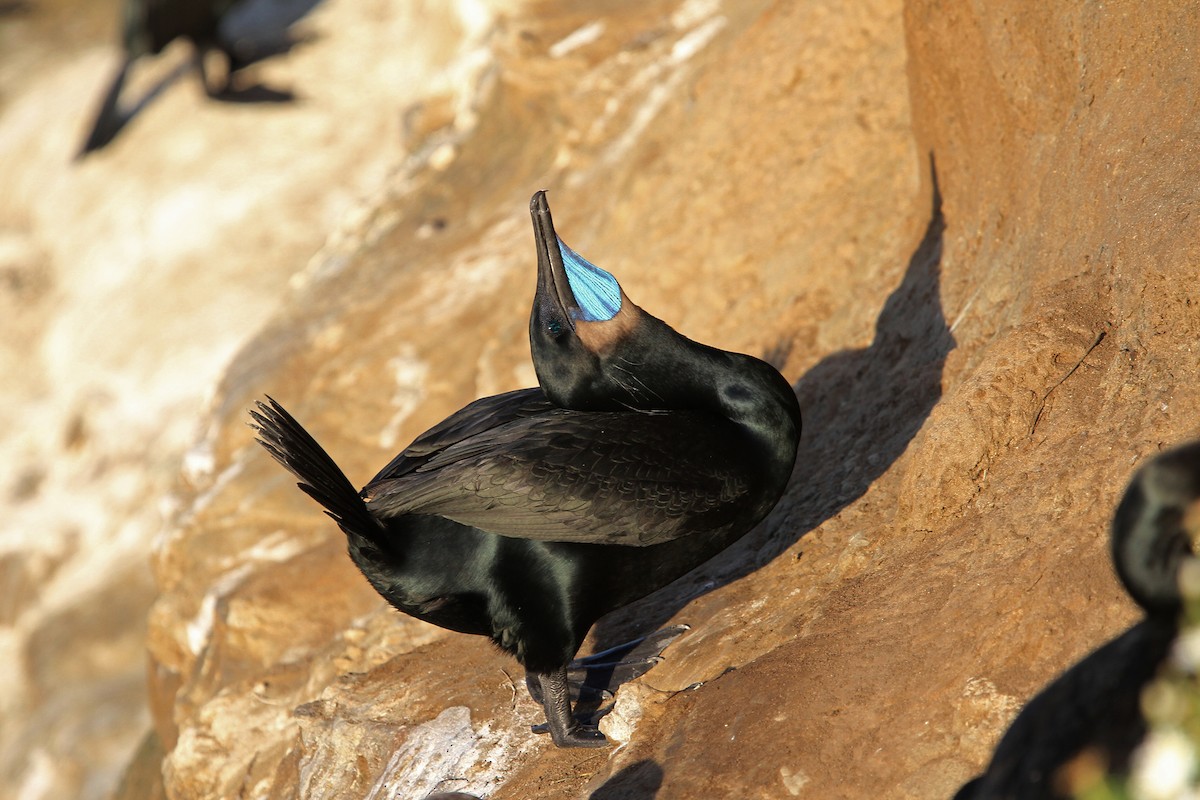 Brandt's Cormorant - ML69938531