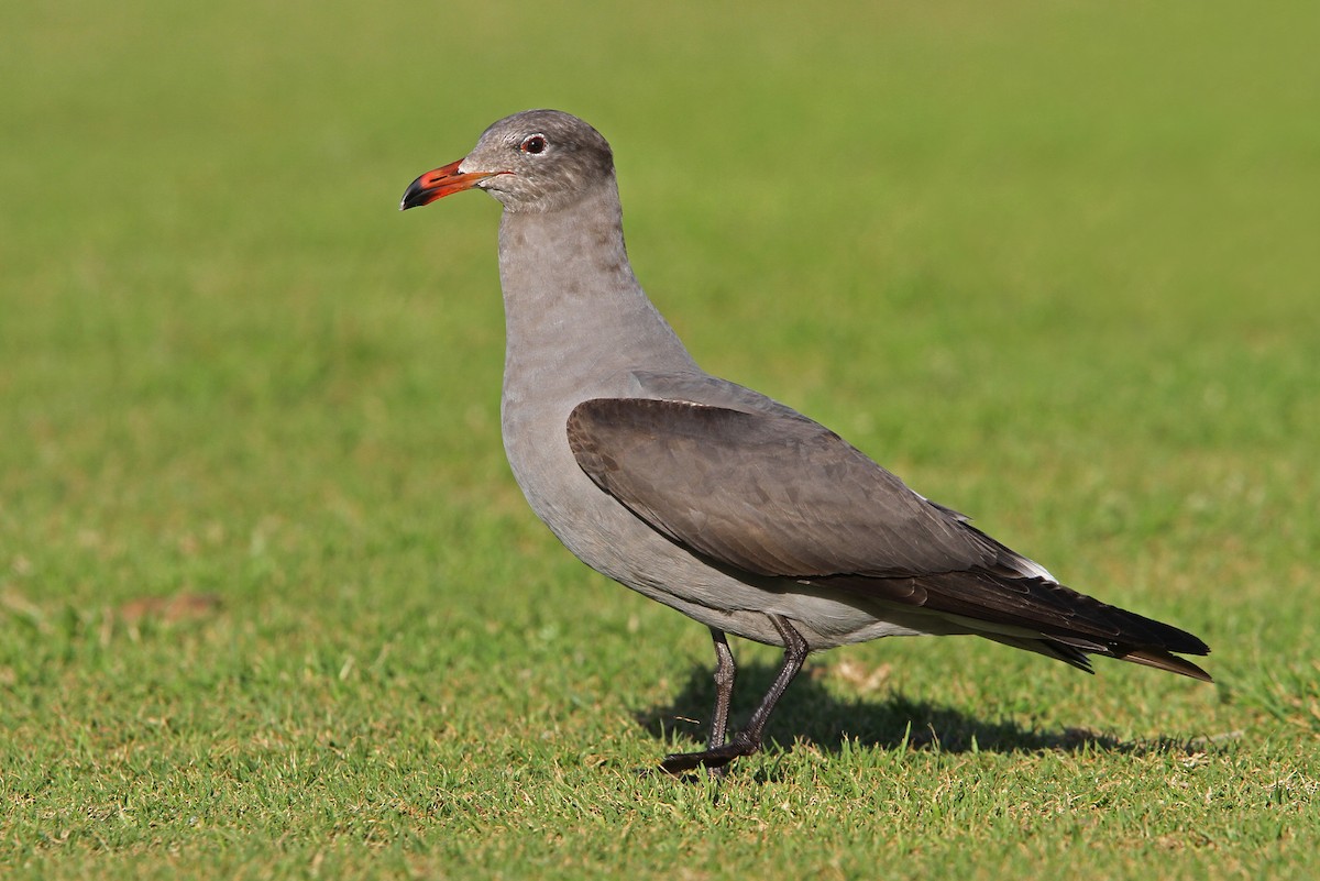 Heermann's Gull - ML69938621