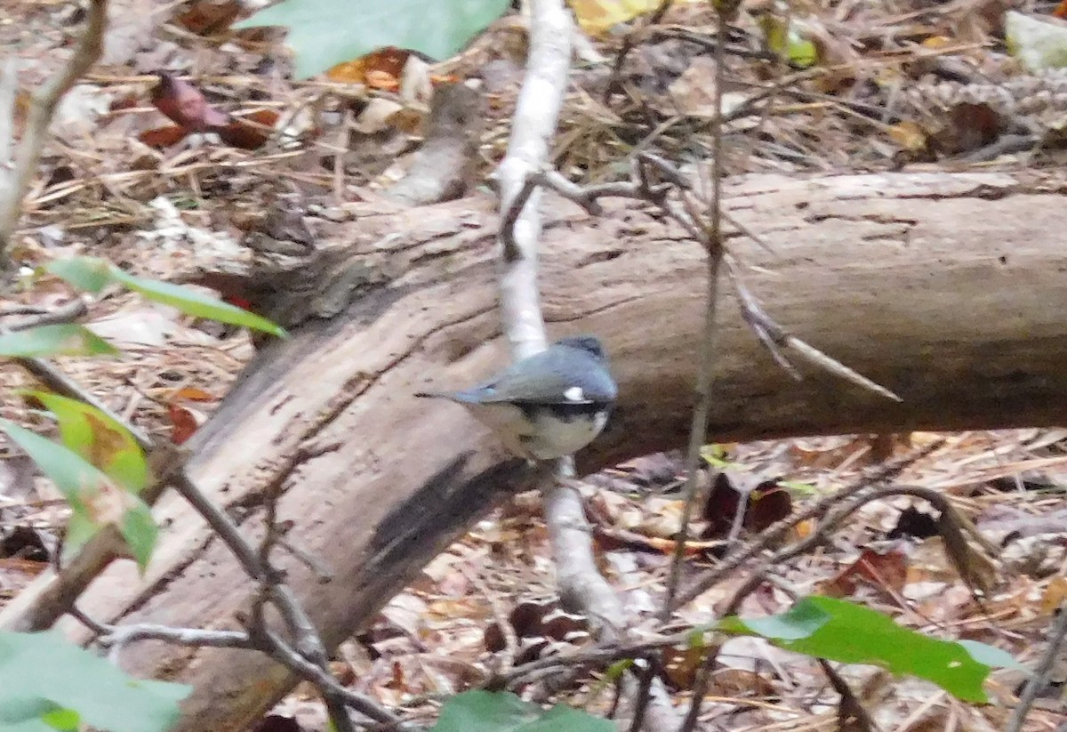 Black-throated Blue Warbler - ML69938761