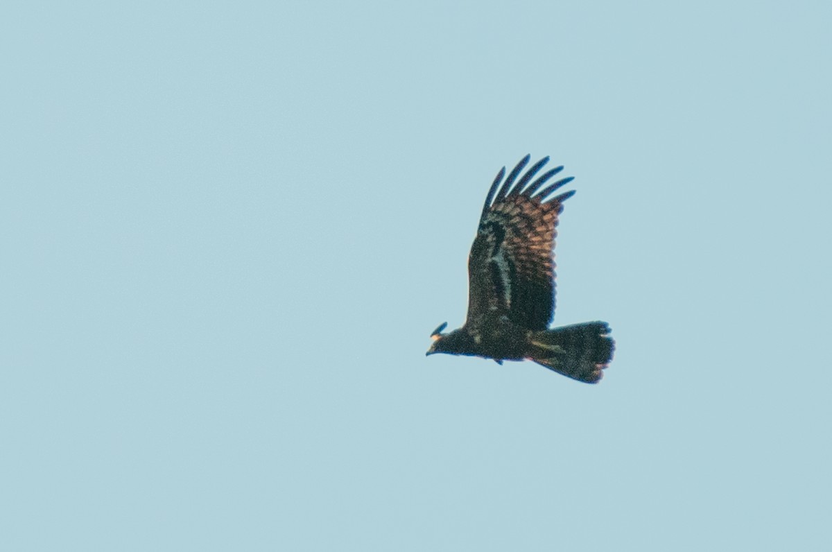 African Harrier-Hawk - ML69938981