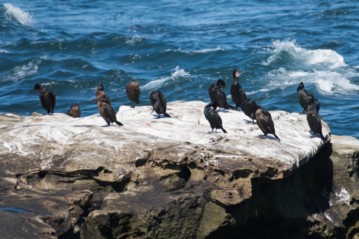 Brandt's Cormorant - ML69939441