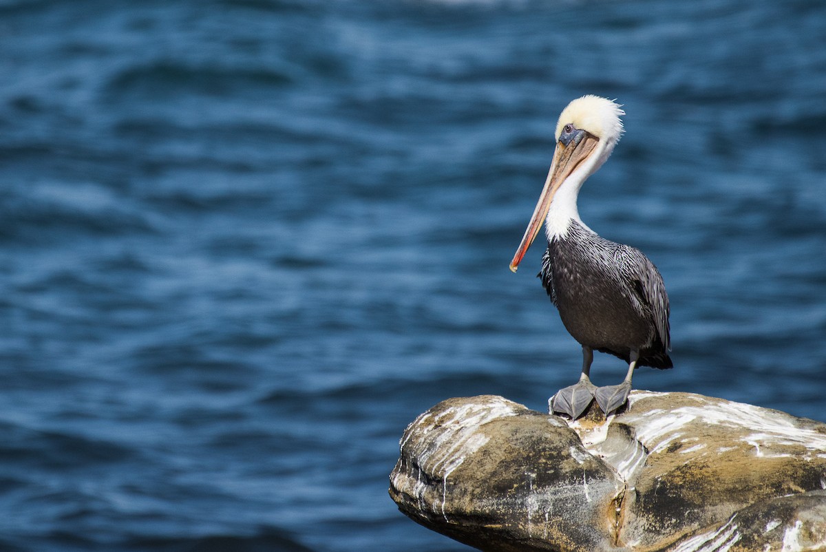 Brown Pelican - ML69939651