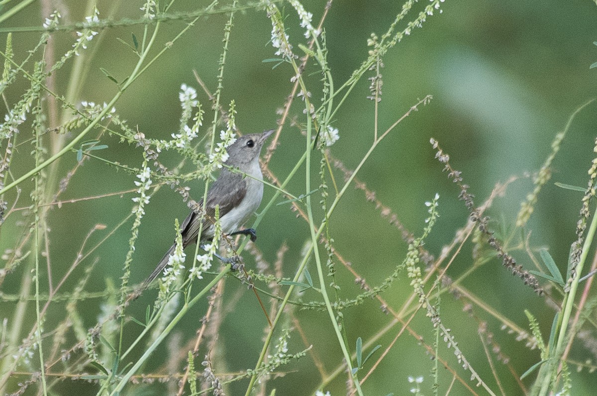 Braunaugenvireo - ML69941031