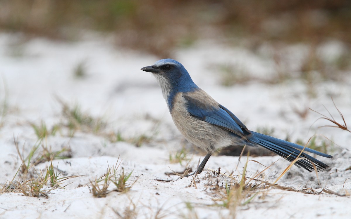 Florida Scrub-Jay - ML69941041