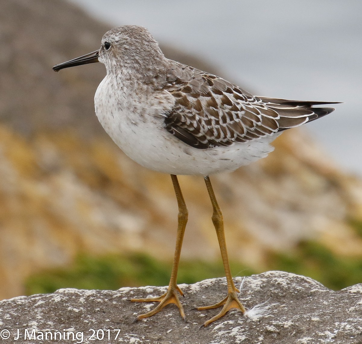 Bindenstrandläufer - ML69941671