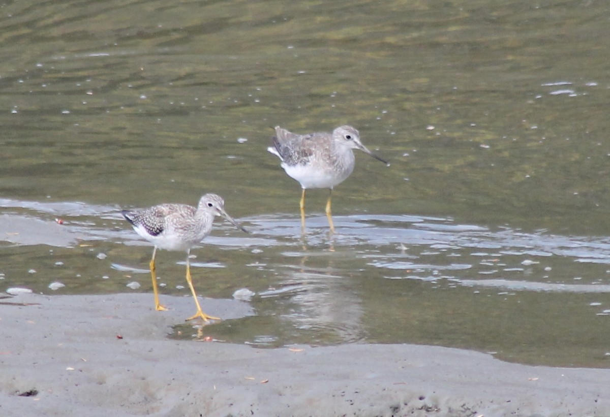 Greater Yellowlegs - ML69943041