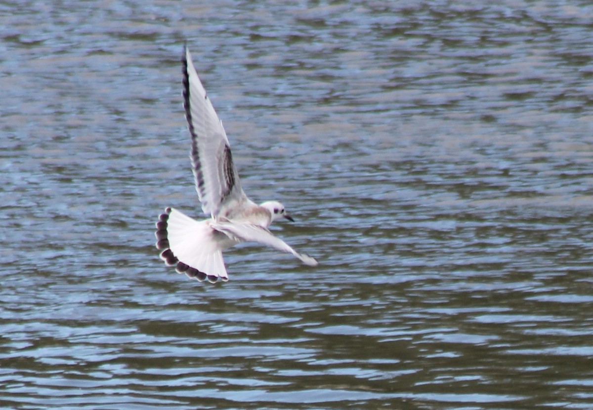 Bonaparte's Gull - ML69943161