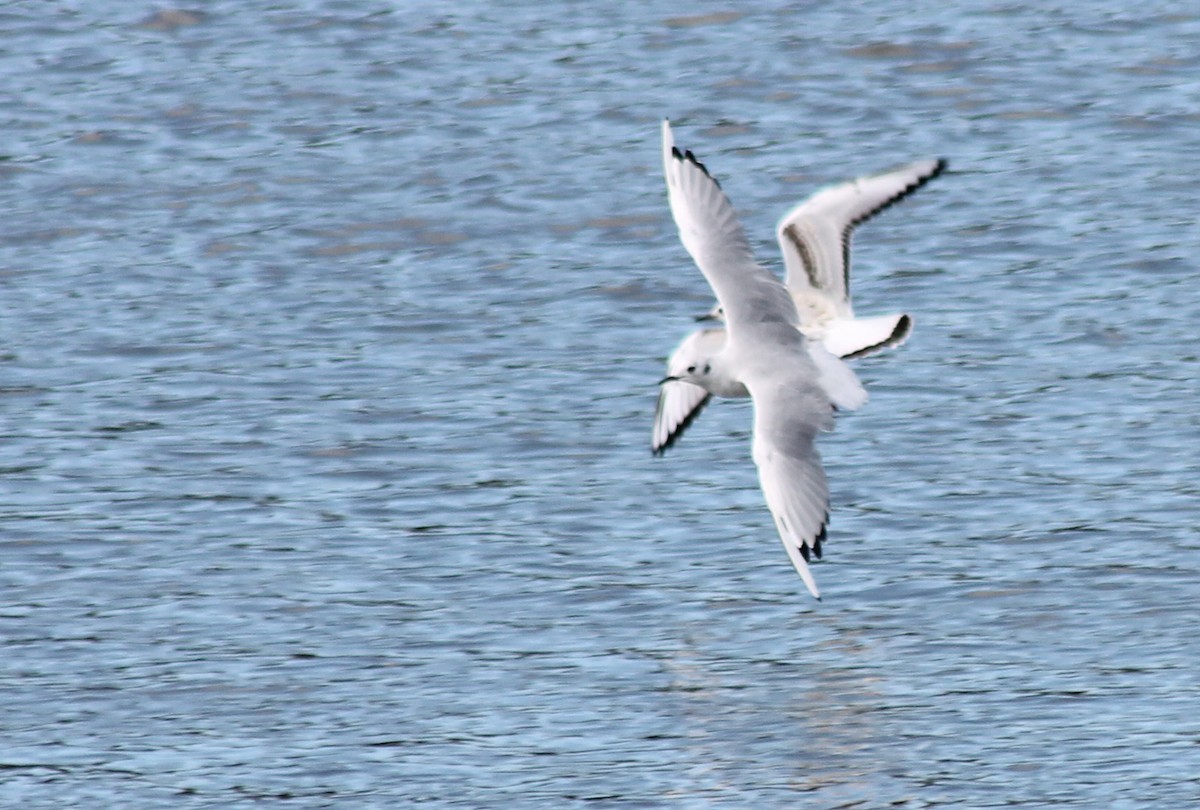 Bonaparte's Gull - ML69943171