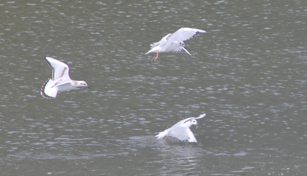 Bonaparte's Gull - ML69943181