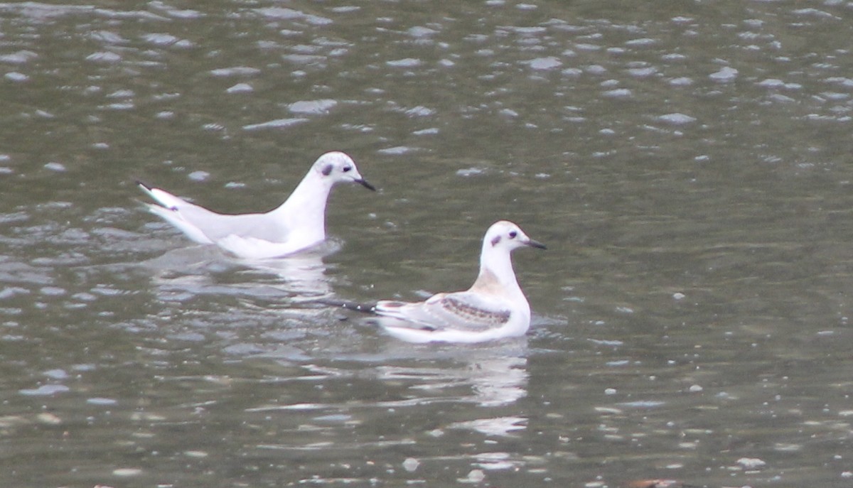 Bonaparte's Gull - ML69943271