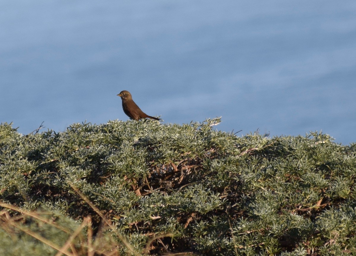 Fox Sparrow - Galen Groff