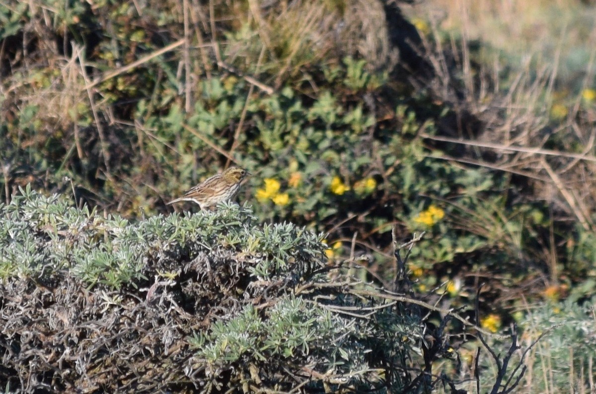 Savannah Sparrow - Galen Groff