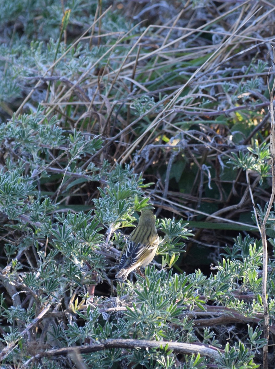 Blackpoll Warbler - ML69943531