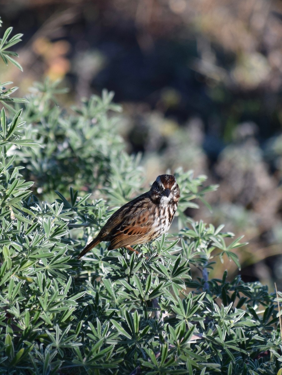 Song Sparrow - ML69943581