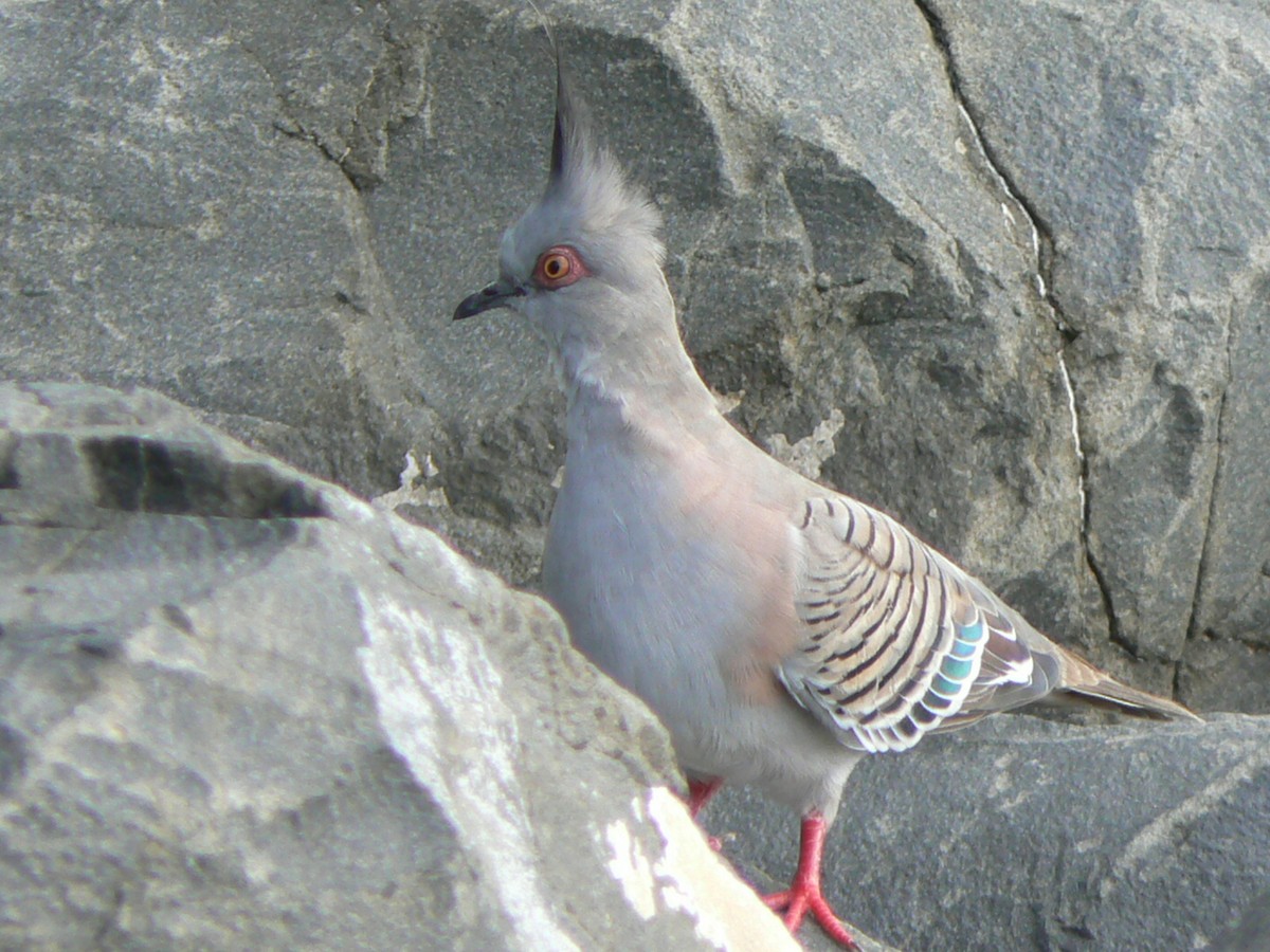 Crested Pigeon - ML69943931