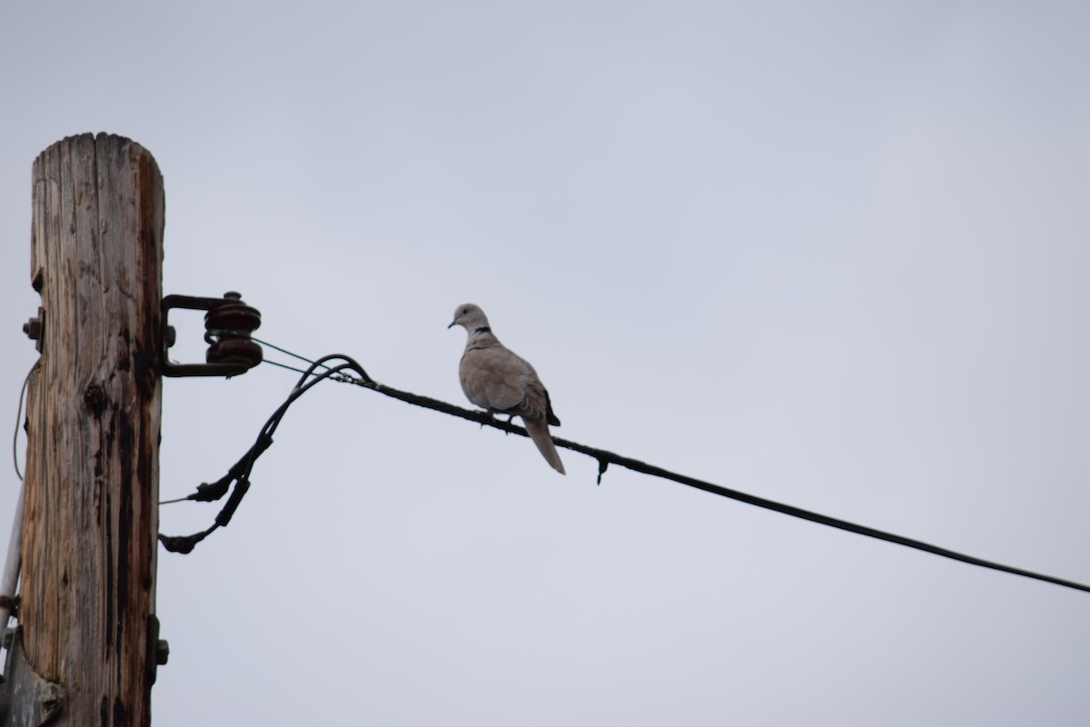 Буулгат хүүрзгэнэ - ML69944241