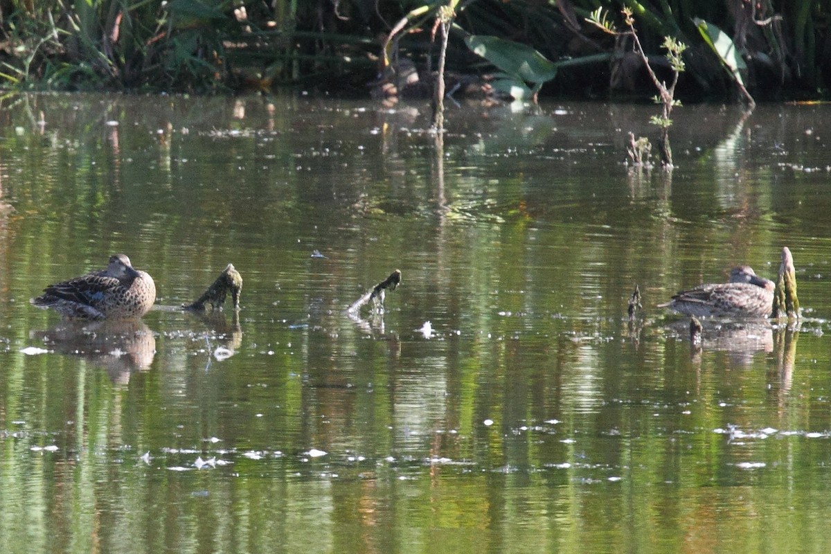 Blue-winged Teal - ML69944331