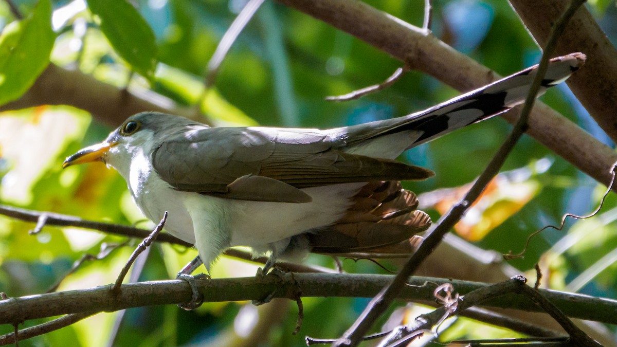 Yellow-billed Cuckoo - ML69945641